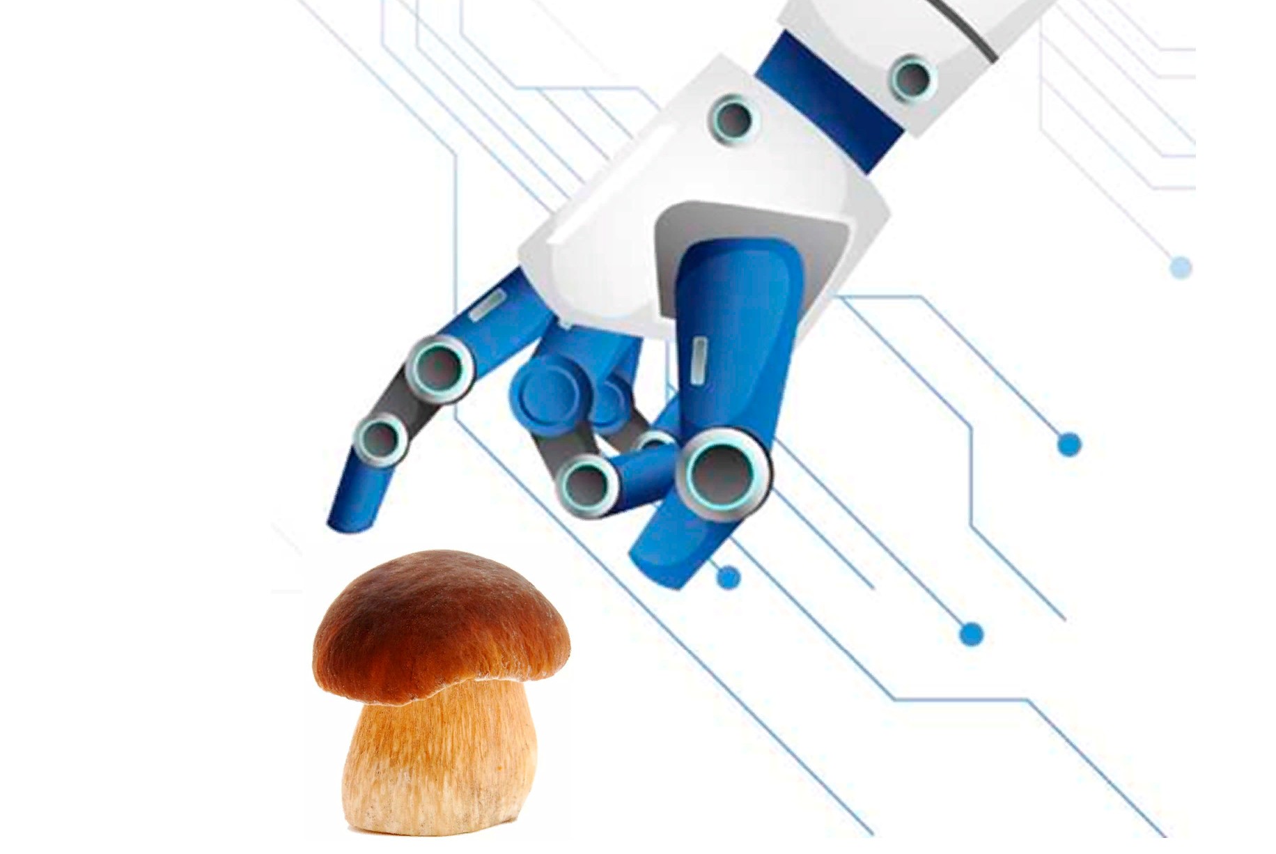 Дикоросы - это бизнес. Круглый стол: Развитие отрасли дикоросов через инструменты цифровизации и кооперации.