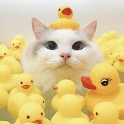 Мутовкин Павел Андреевич